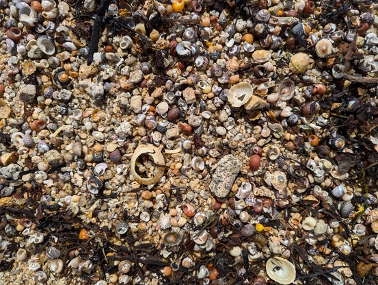 Foto vom Strand, frontal, mit Tausenden Muscheln.